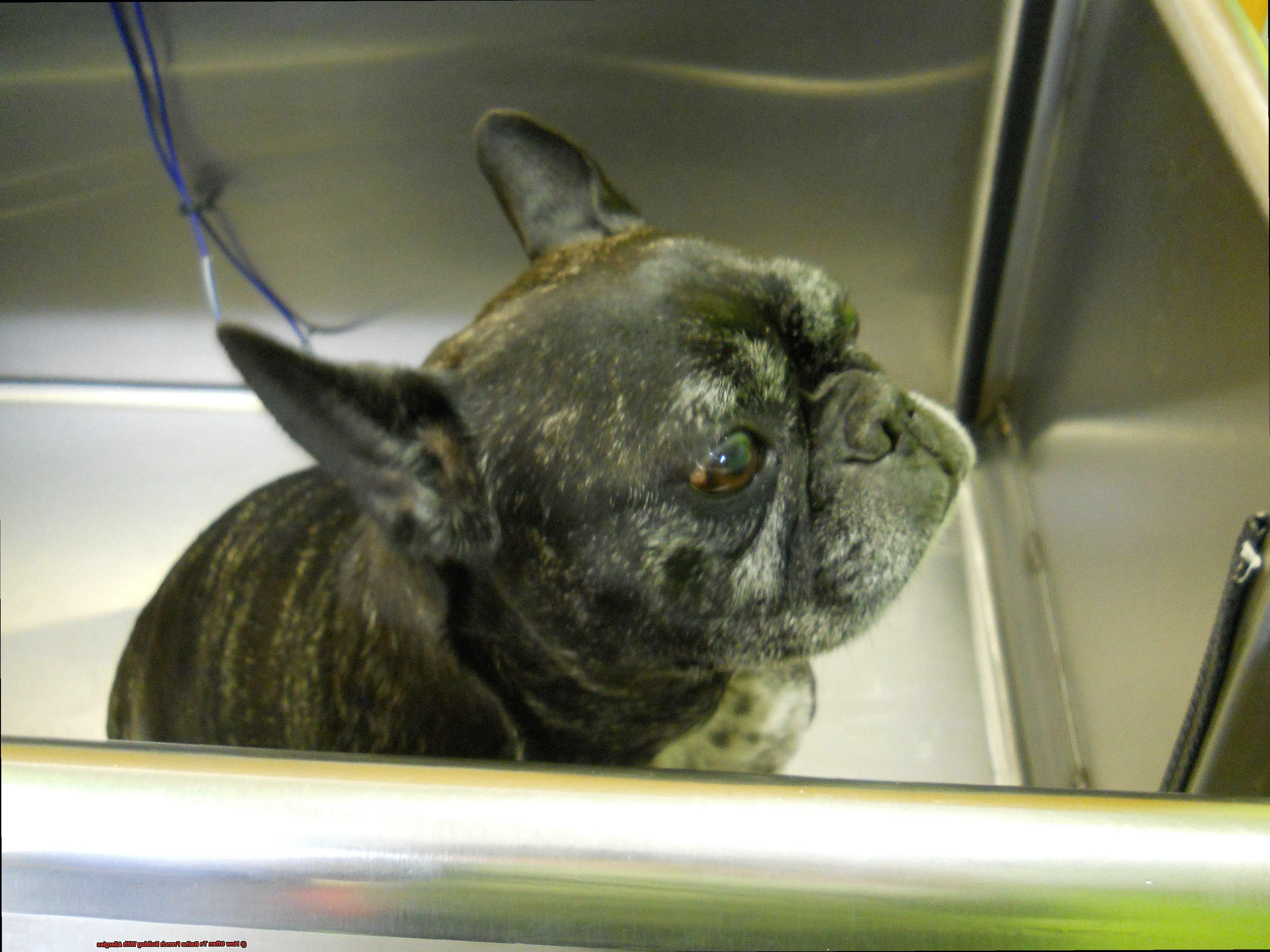 How Often To Bathe French Bulldog With Allergies-2