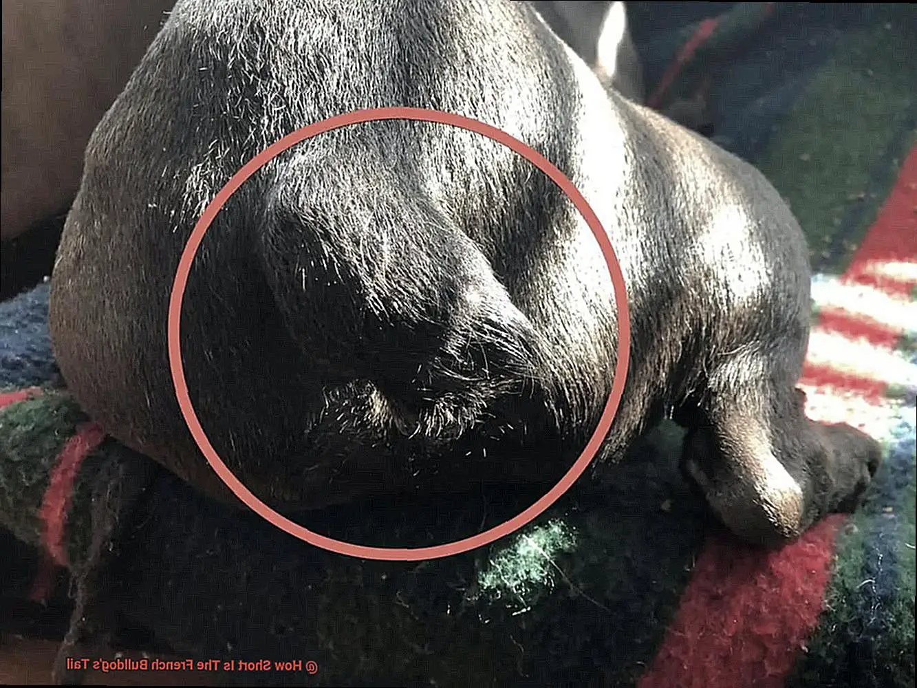 How Short Is The French Bulldog's Tail-3