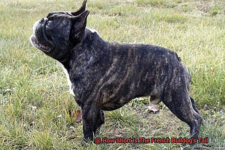 How Short Is The French Bulldog's Tail-4