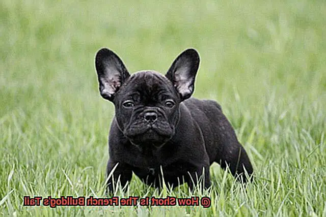 How Short Is The French Bulldog's Tail-2