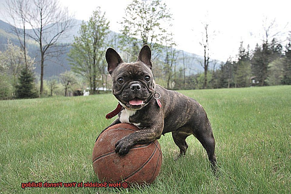 How Sociable Is Your French Bulldog-4