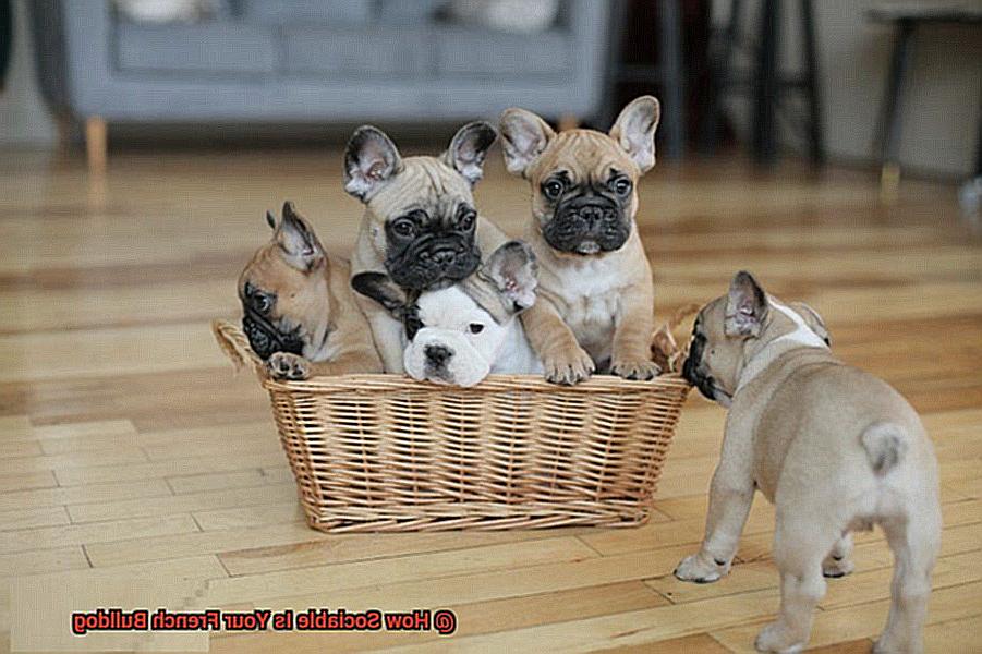 How Sociable Is Your French Bulldog-3