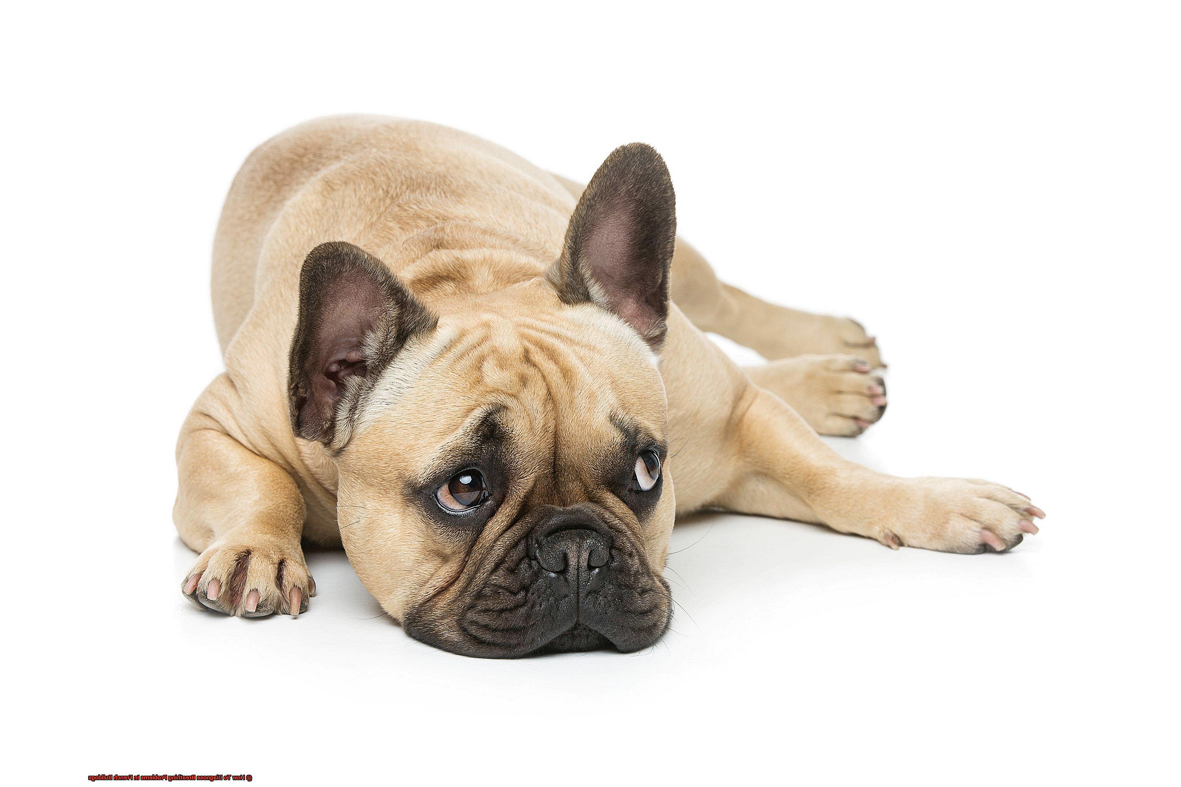 How To Diagnose Breathing Problems In French Bulldogs-3