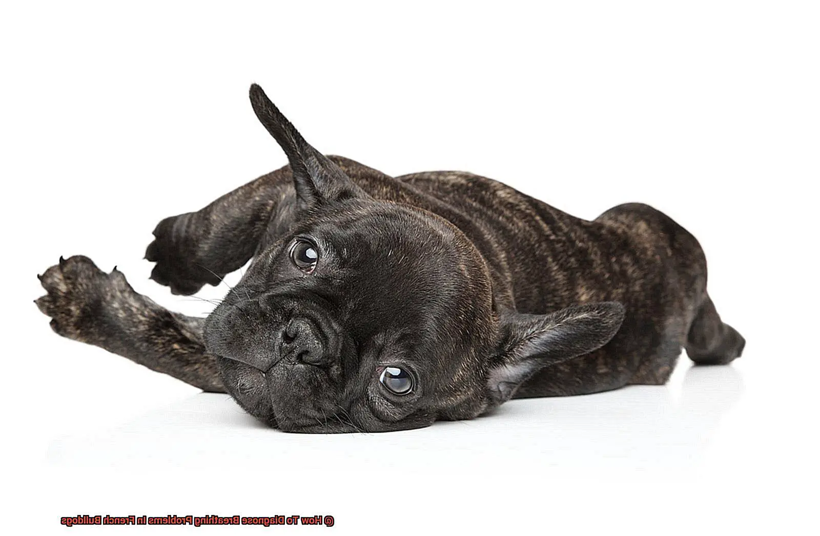 How To Diagnose Breathing Problems In French Bulldogs-4