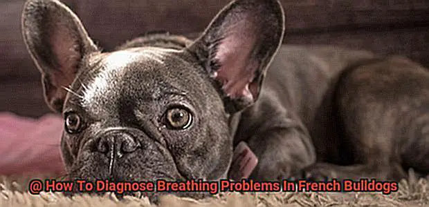 How To Diagnose Breathing Problems In French Bulldogs-2