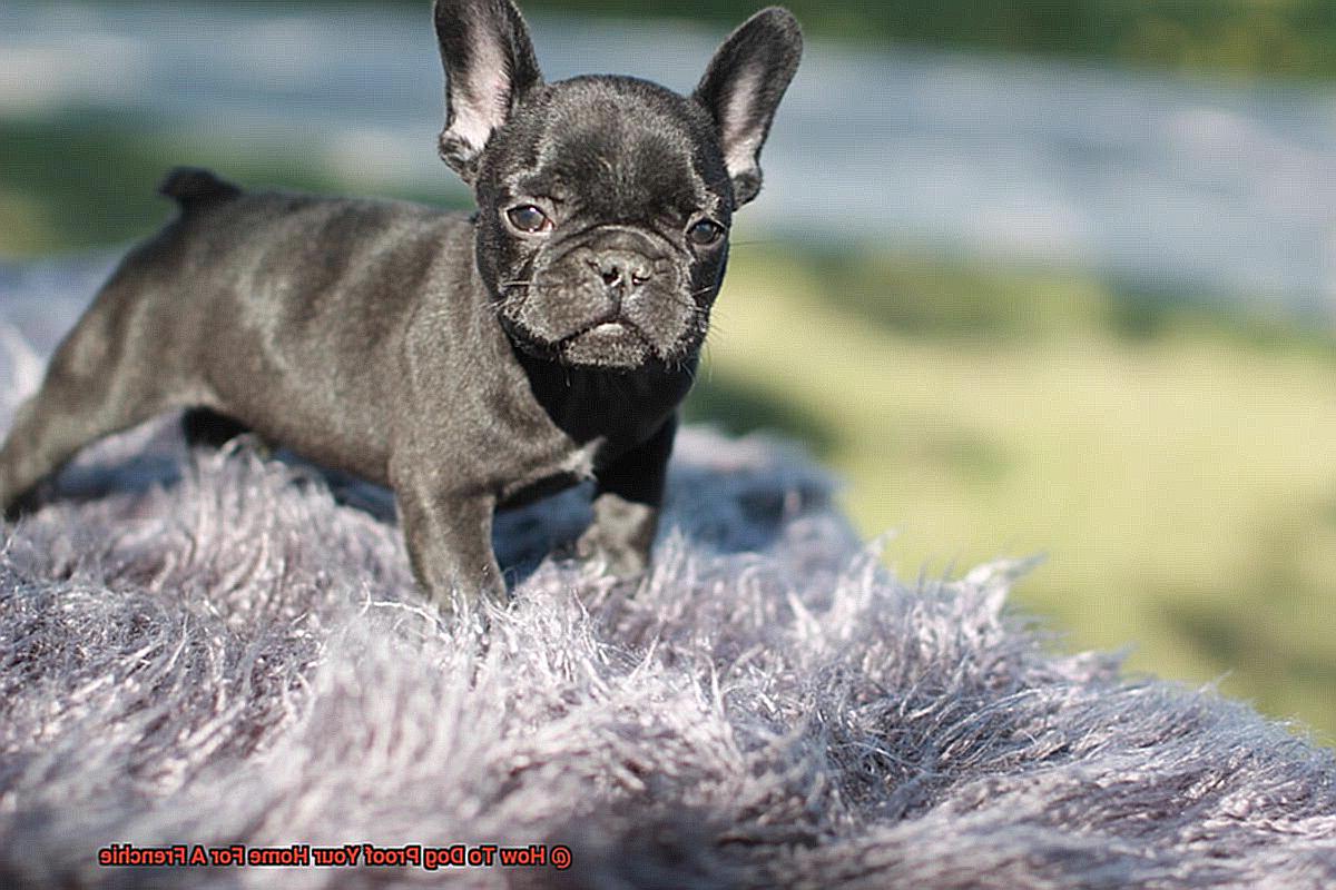 How To Dog Proof Your Home For A Frenchie-4