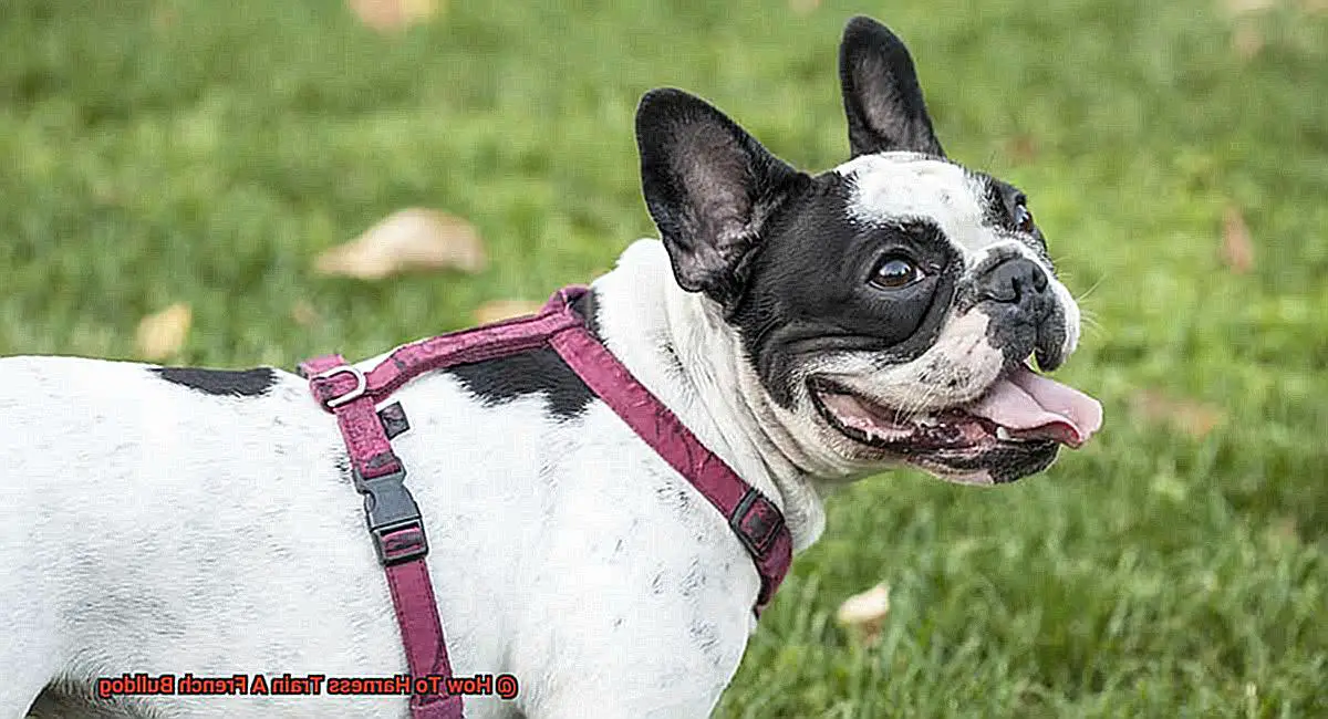 How To Harness Train A French Bulldog-4