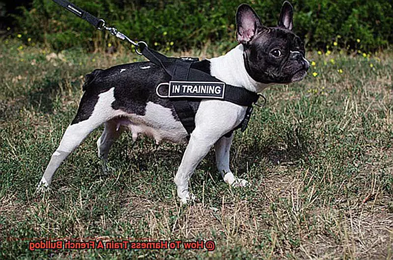 How To Harness Train A French Bulldog-6