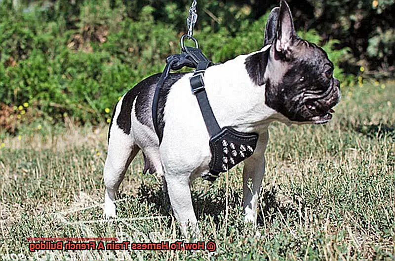 How To Harness Train A French Bulldog-2