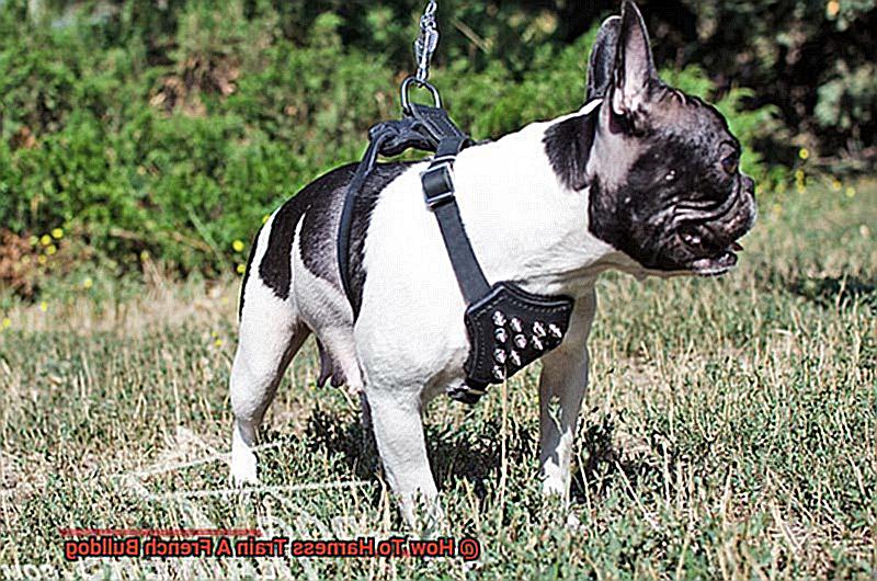 How To Harness Train A French Bulldog-2