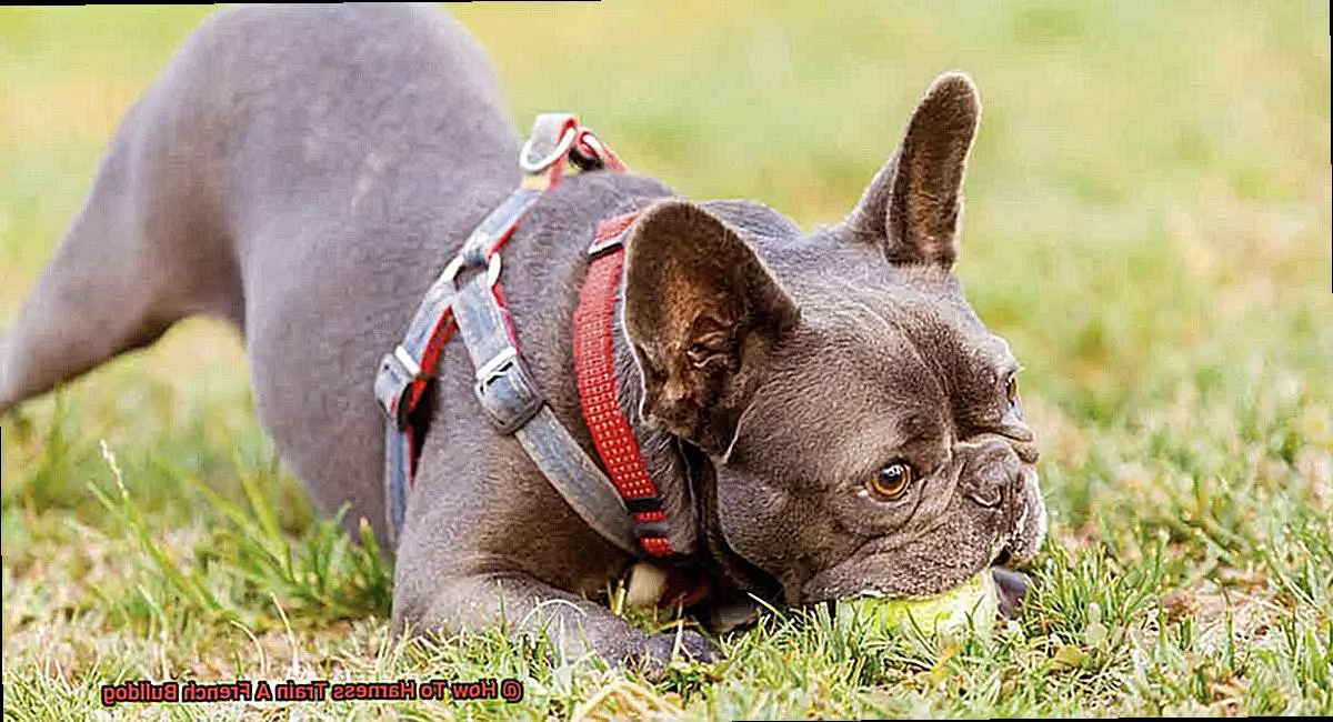 How To Harness Train A French Bulldog-3