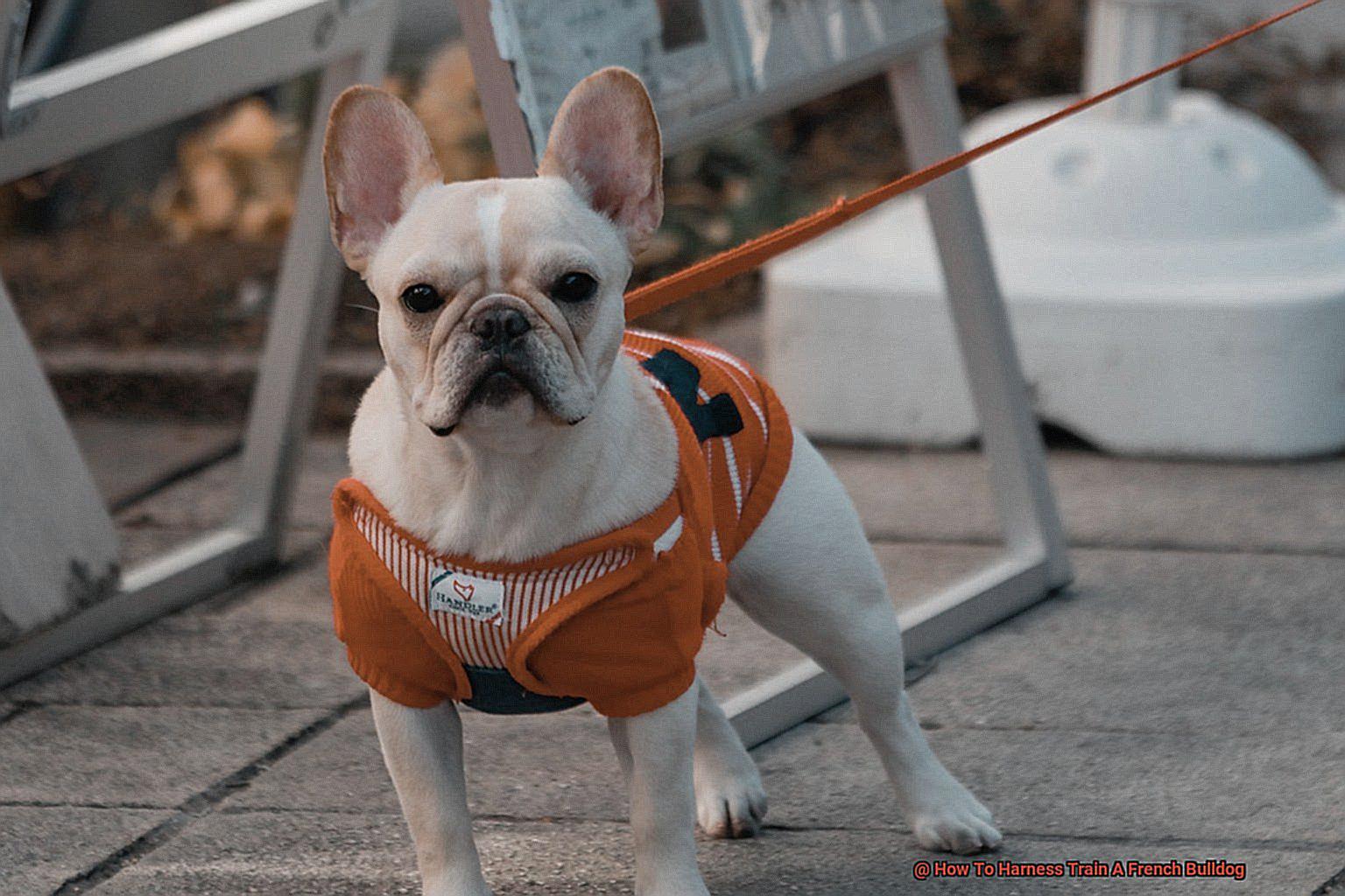 How To Harness Train A French Bulldog-7