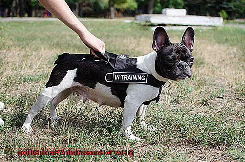 How To Harness Train A French Bulldog-8