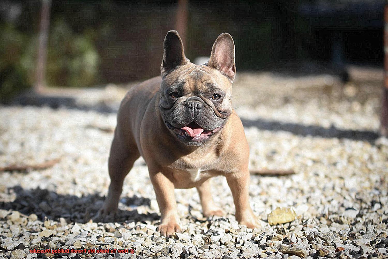 How To Make My French Bulldog Muscular-3