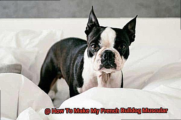 How To Make My French Bulldog Muscular-4