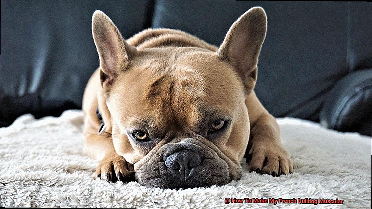 How To Make My French Bulldog Muscular-2