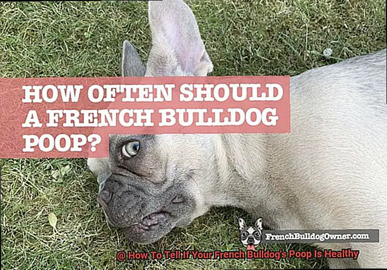 How To Tell If Your French Bulldog's Poop Is Healthy-8