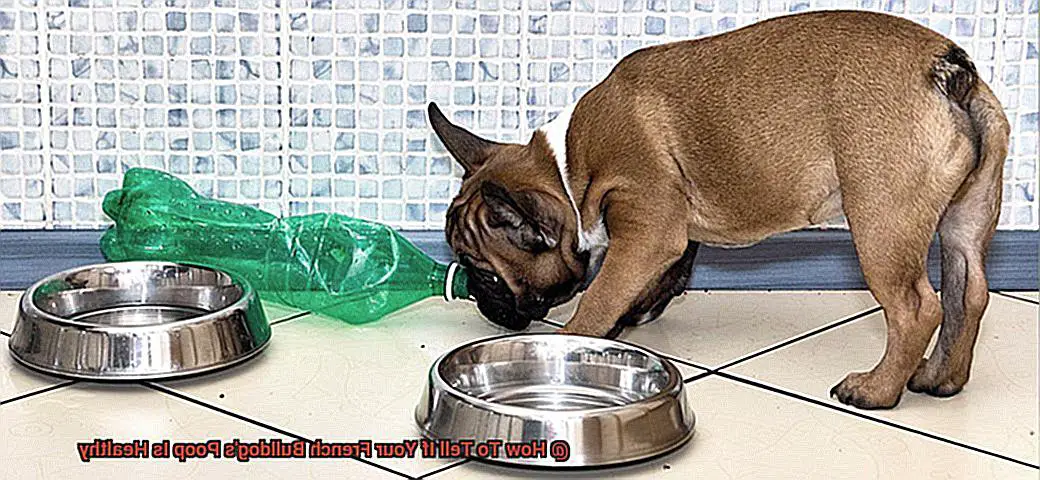 How To Tell If Your French Bulldog's Poop Is Healthy-3