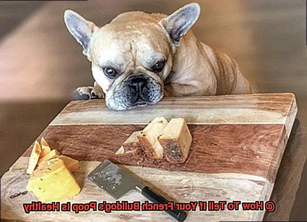 How To Tell If Your French Bulldog's Poop Is Healthy-5