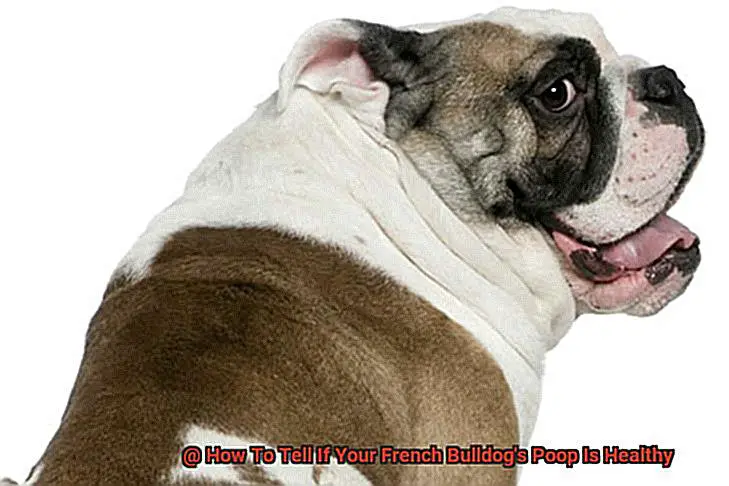 How To Tell If Your French Bulldog's Poop Is Healthy-4