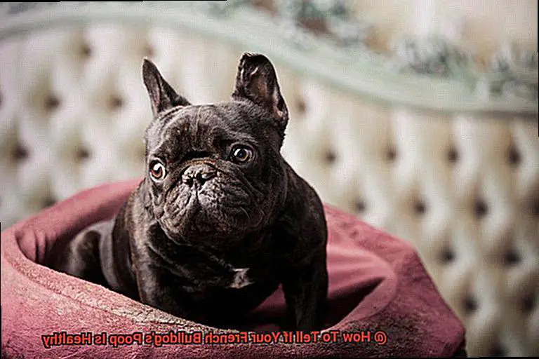 How To Tell If Your French Bulldog's Poop Is Healthy-2