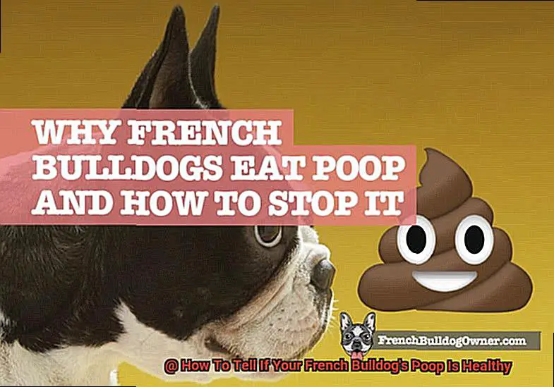 How To Tell If Your French Bulldog's Poop Is Healthy-6