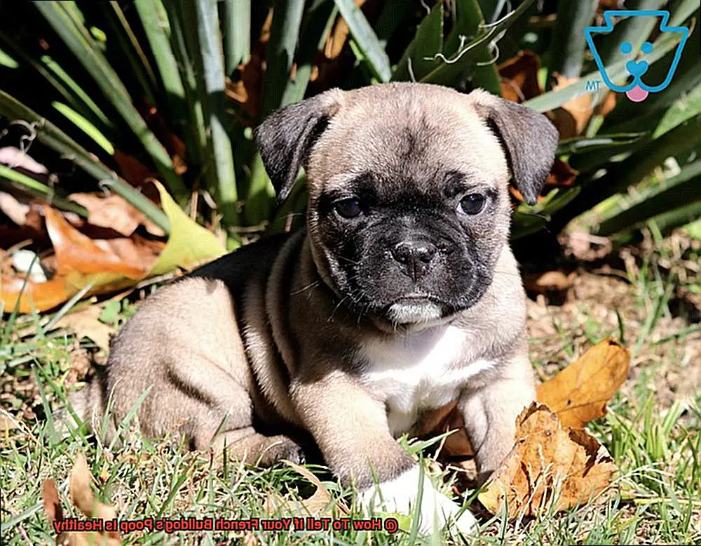 How To Tell If Your French Bulldog's Poop Is Healthy-7