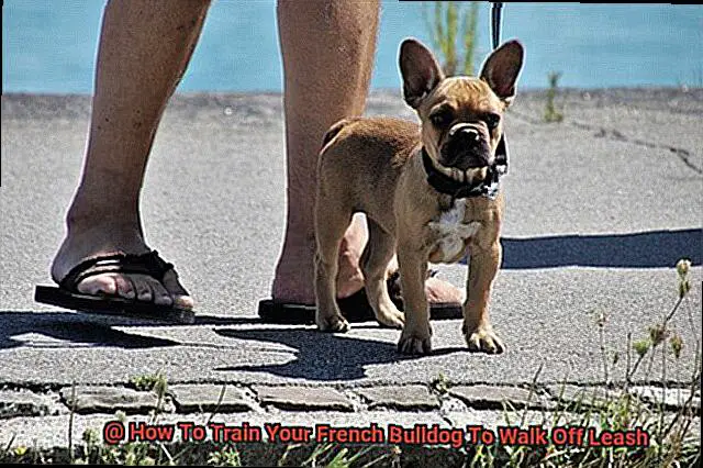 How To Train Your French Bulldog To Walk Off Leash-3