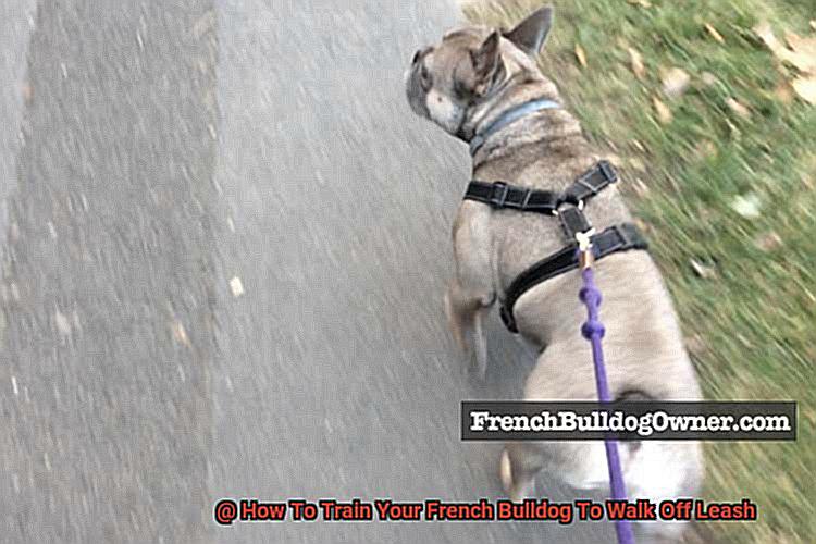 How To Train Your French Bulldog To Walk Off Leash-8