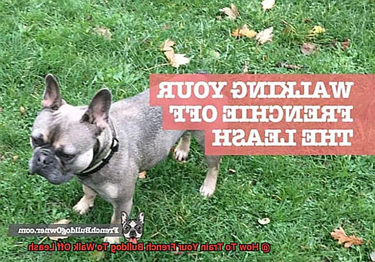 How To Train Your French Bulldog To Walk Off Leash-6