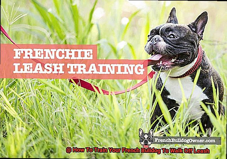 How To Train Your French Bulldog To Walk Off Leash-5