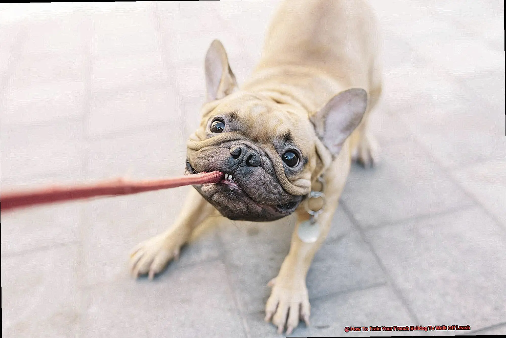 How To Train Your French Bulldog To Walk Off Leash-7