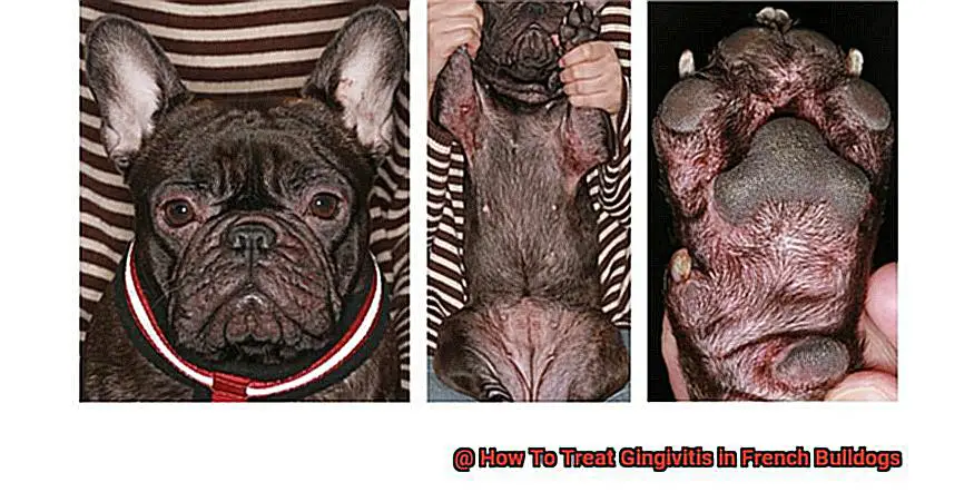 How To Treat Gingivitis in French Bulldogs-4