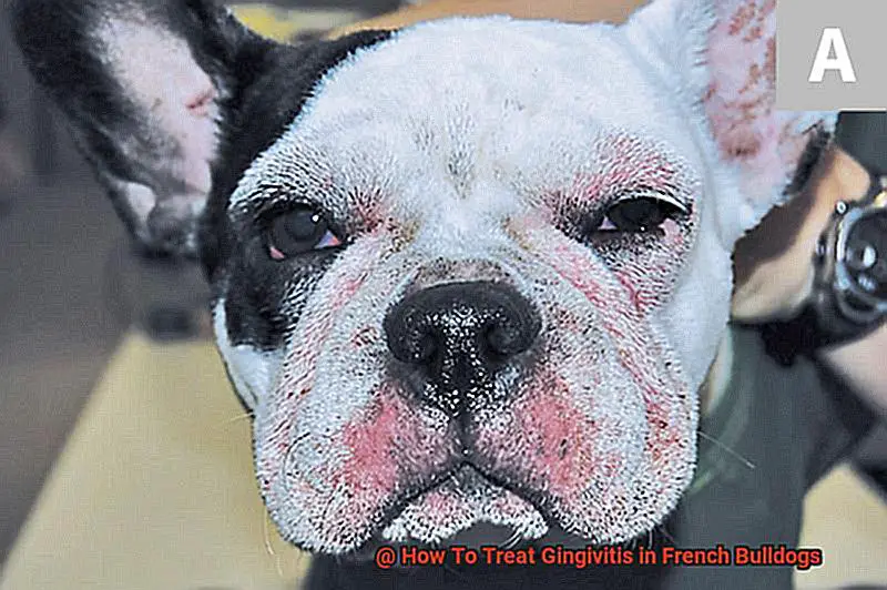 How To Treat Gingivitis in French Bulldogs-2