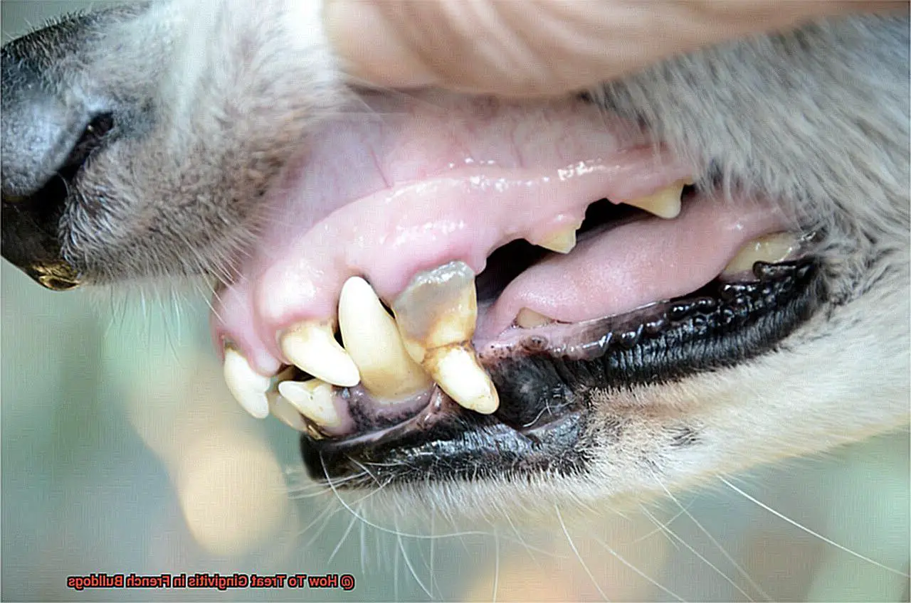 How To Treat Gingivitis in French Bulldogs-3