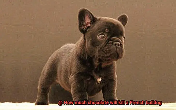How much chocolate will kill a French bulldog -2