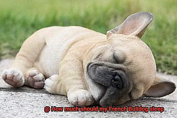 How much should my French Bulldog sleep-6