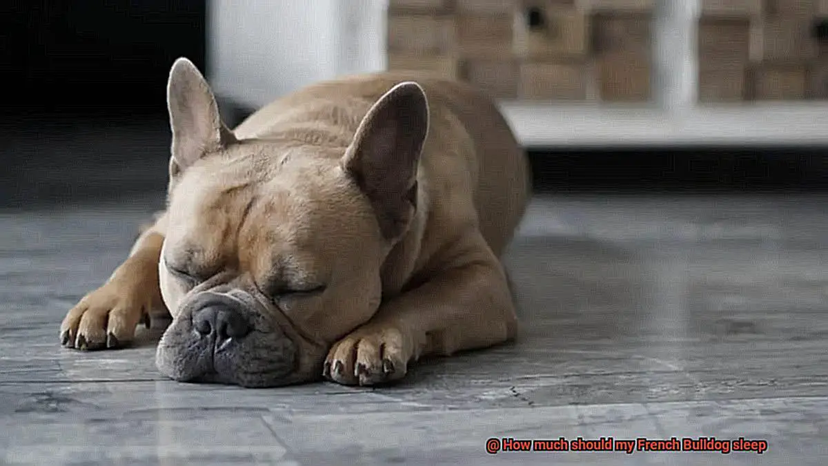 How much should my French Bulldog sleep-3