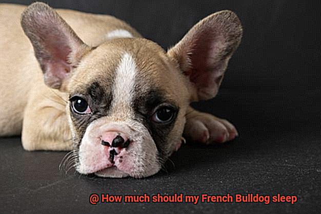 How much should my French Bulldog sleep-4