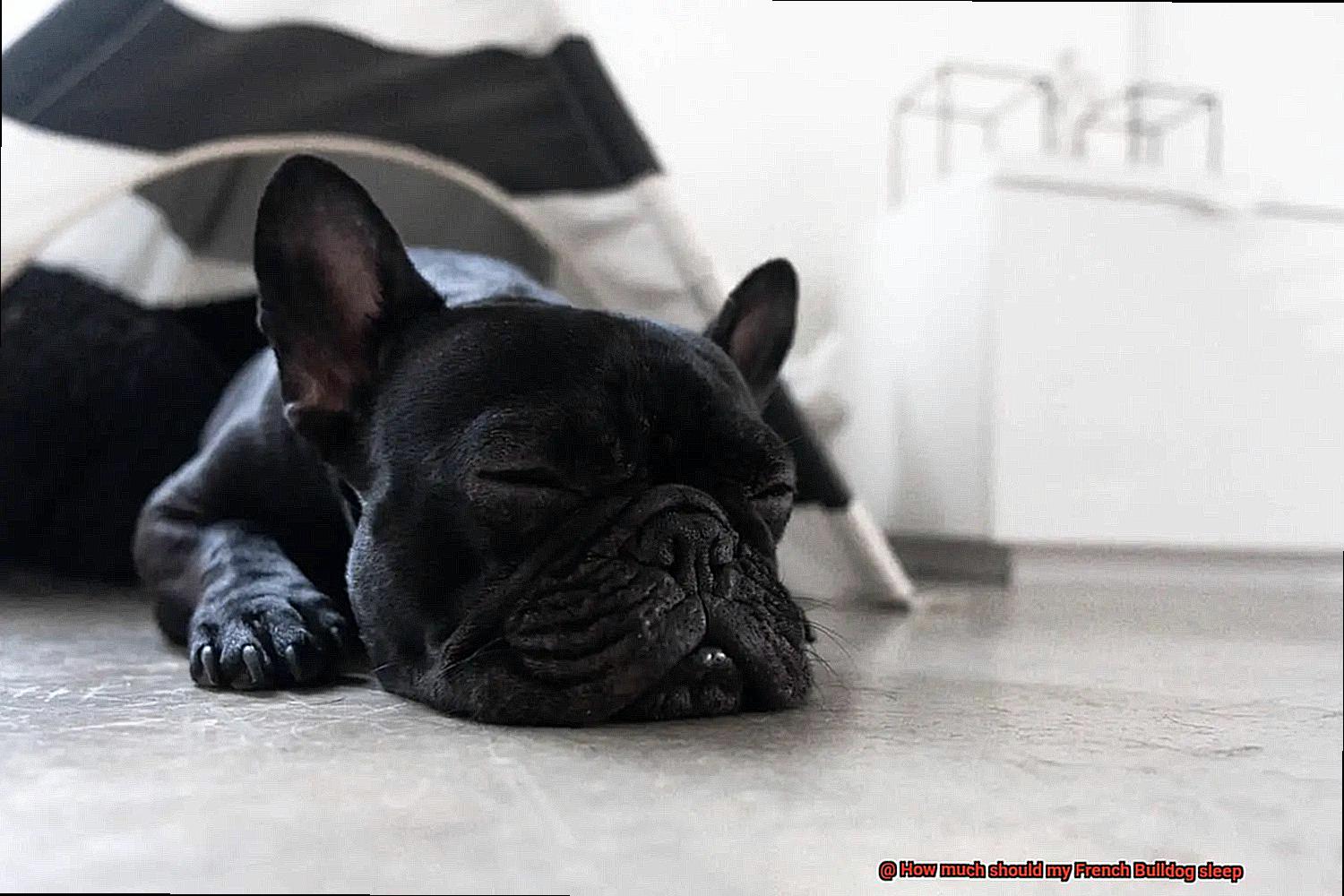 How much should my French Bulldog sleep-2