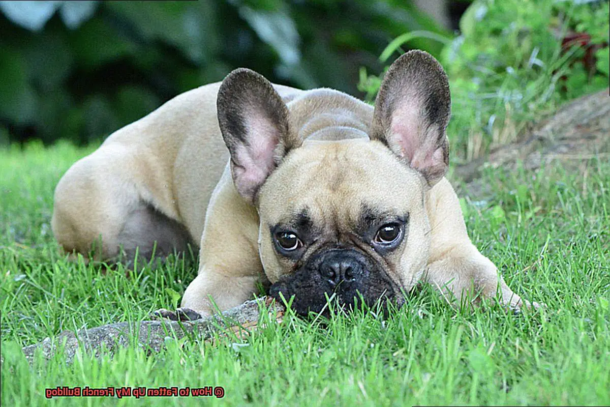 How to Fatten Up My French Bulldog-4