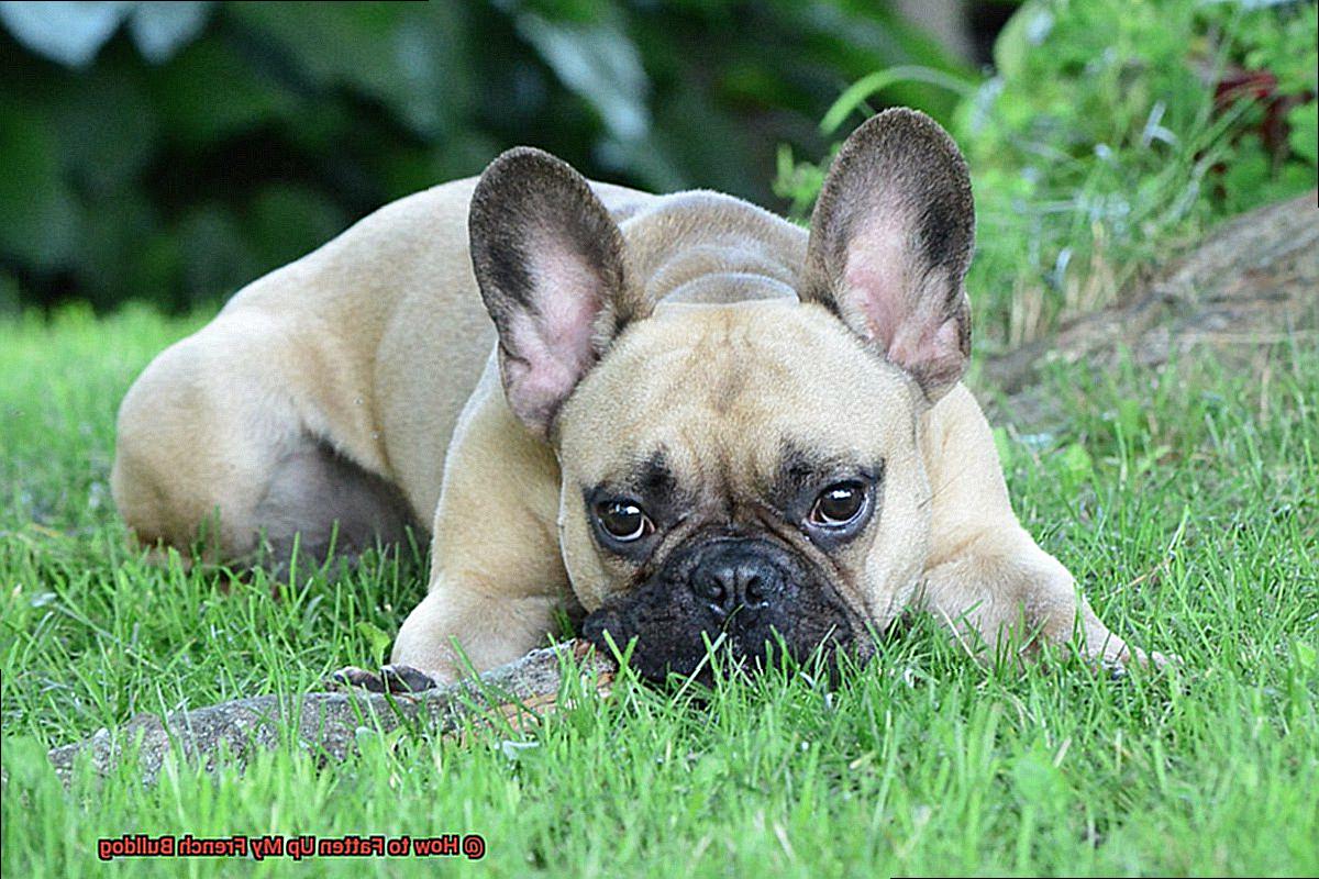 How to Fatten Up My French Bulldog-4