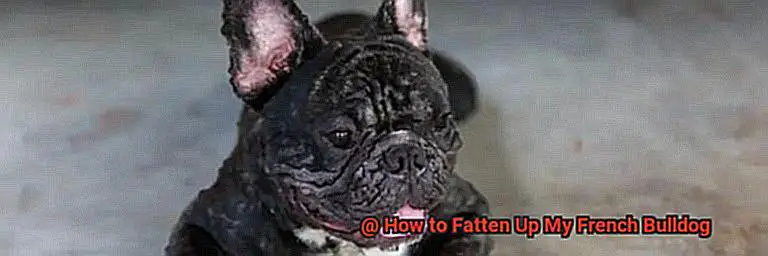 How to Fatten Up My French Bulldog-3