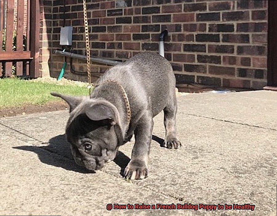 How to Raise a French Bulldog Puppy to be Healthy -6