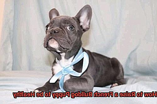How to Raise a French Bulldog Puppy to be Healthy -7