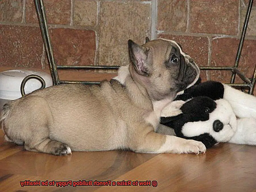 How to Raise a French Bulldog Puppy to be Healthy -5
