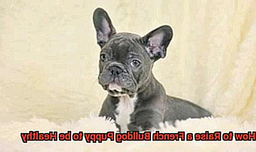 How to Raise a French Bulldog Puppy to be Healthy -2