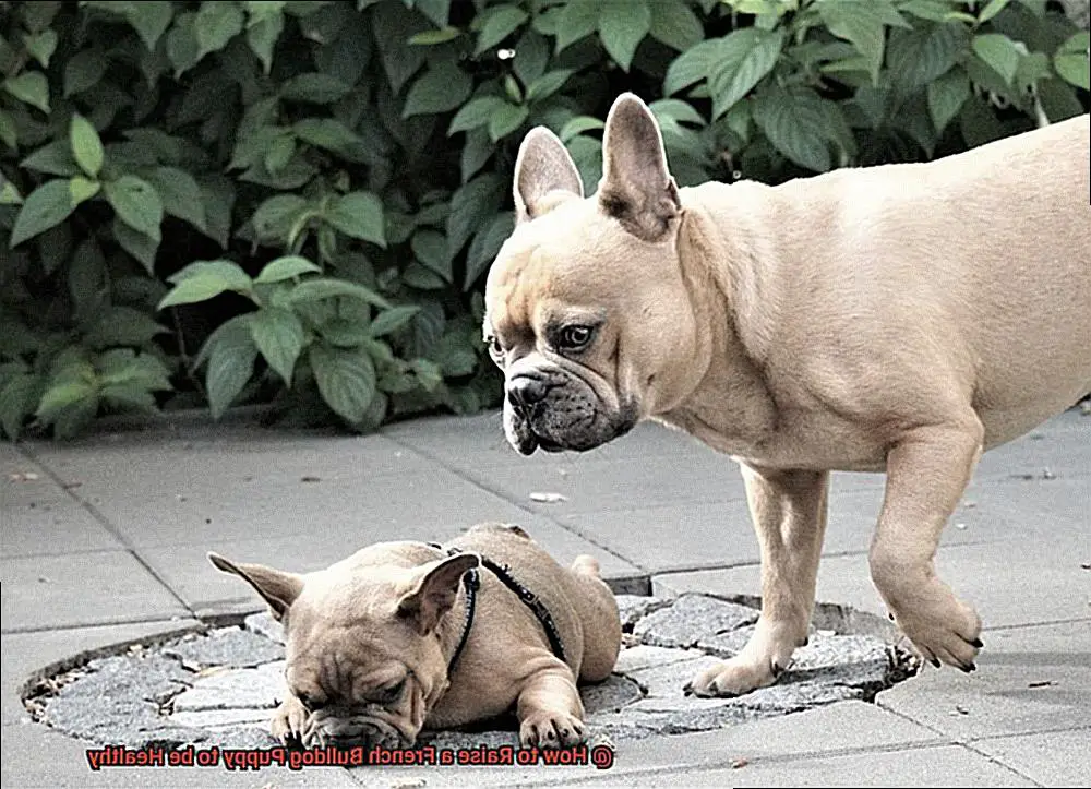 How to Raise a French Bulldog Puppy to be Healthy -3