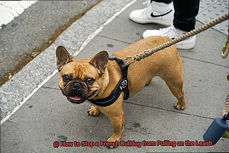 How to Stop a French Bulldog from Pulling on the Leash-3