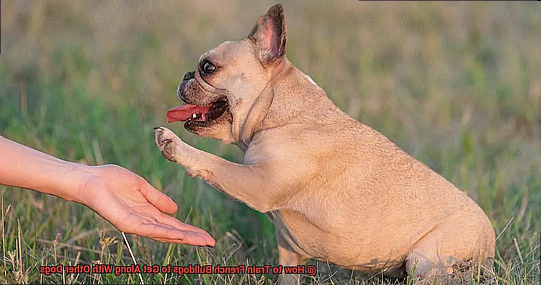 How to Train French Bulldogs to Get Along With Other Dogs-2